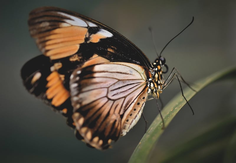 Butterfly Effect Tales